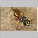 Cerceris arenaria - Sandknotenwespe w12c 12mm.jpg